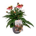 Bild von VP Echinacea P19 Coral